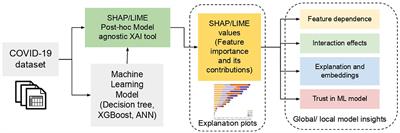 Model-agnostic explainable artificial intelligence tools for severity prediction and symptom analysis on Indian COVID-19 data